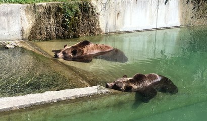 Bären im Bärenpark Bern